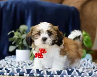 Tj, a male Shichon for sale in Sugarcreek, OH – Photo 1 of 5