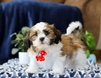 Tj, a male Shichon for sale in Sugarcreek, OH – Photo 2 of 5