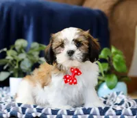 Tj, a male Shichon for sale in Sugarcreek, OH – Photo 5 of 5