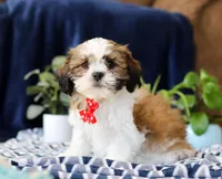 Tj, a male Shichon for sale in Sugarcreek, OH – Photo 3 of 5