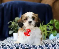 Tj, a male Shichon for sale in Sugarcreek, OH – Photo 4 of 5