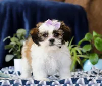 Tina, a female Shichon for sale in Sugarcreek, OH – Photo 3 of 6