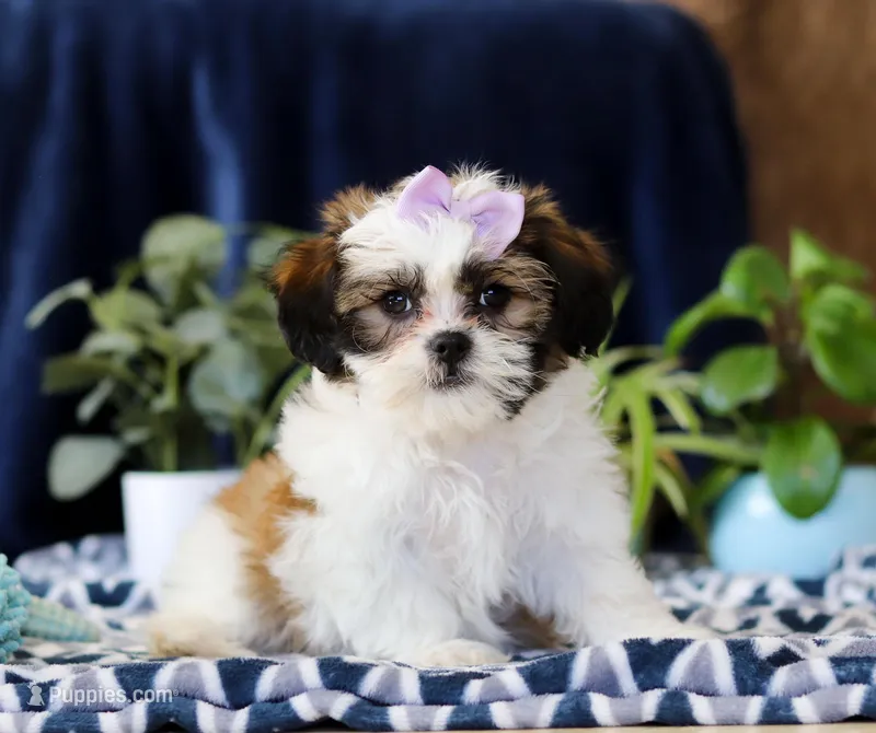 Tina, a female Shichon for sale in Sugarcreek, OH – Photo 1 of 6