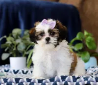 Tina, a female Shichon for sale in Sugarcreek, OH – Photo 2 of 6