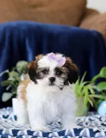 Tina, a female Shichon for sale in Sugarcreek, OH – Photo 4 of 6