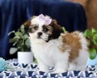 Tina, a female Shichon for sale in Sugarcreek, OH – Photo 5 of 6