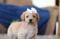 Josie, a female Miniature Goldendoodle for sale in Sugarcreek, OH – Photo 7 of 8