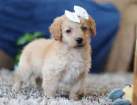 Josie, a female Miniature Goldendoodle for sale in Sugarcreek, OH – Photo 6 of 8