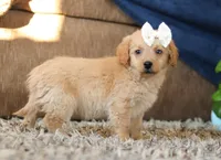 Josie, a female Miniature Goldendoodle for sale in Sugarcreek, OH – Photo 5 of 8