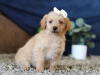 Josie, a female Miniature Goldendoodle for sale in Sugarcreek, OH – Photo 4 of 8