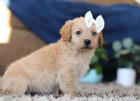 Josie, a female Miniature Goldendoodle for sale in Sugarcreek, OH – Photo 8 of 8