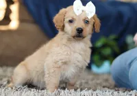 Josie, a female Miniature Goldendoodle for sale in Sugarcreek, OH – Photo 3 of 8