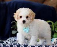 Roscoe, a male Cavachon for sale in Sugarcreek, OH – Photo 2 of 5