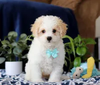 Roscoe, a male Cavachon for sale in Sugarcreek, OH – Photo 1 of 5