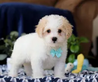 Roscoe, a male Cavachon for sale in Sugarcreek, OH – Photo 3 of 5