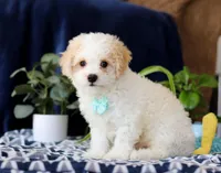 Roscoe, a male Cavachon for sale in Sugarcreek, OH – Photo 4 of 5