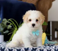 Roscoe, a male Cavachon for sale in Sugarcreek, OH – Photo 5 of 5