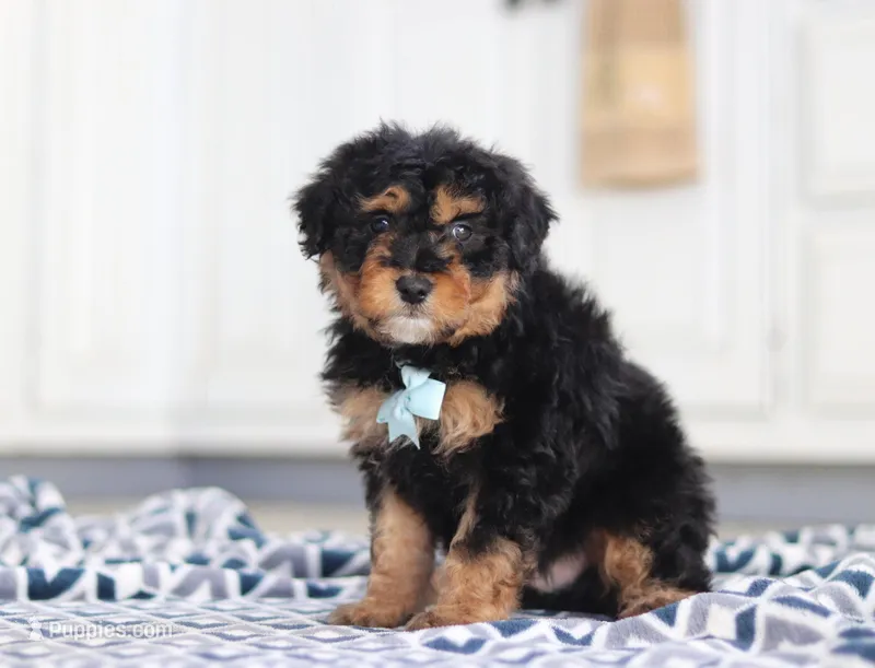 Jaxon, a male Miniature Aussiedoodle for sale in Sugarcreek, OH – Photo 1 of 8