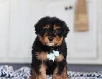 Jaxon, a male Miniature Aussiedoodle for sale in Sugarcreek, OH – Photo 6 of 8