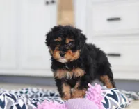Jaxon, a male Miniature Aussiedoodle for sale in Sugarcreek, OH – Photo 7 of 8