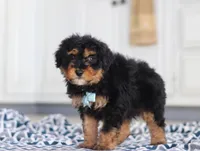 Jaxon, a male Miniature Aussiedoodle for sale in Sugarcreek, OH – Photo 2 of 8