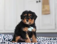 Jaxon, a male Miniature Aussiedoodle for sale in Sugarcreek, OH – Photo 3 of 8