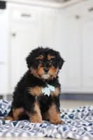 Jaxon, a male Miniature Aussiedoodle for sale in Sugarcreek, OH – Photo 4 of 8