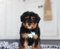 Jaxon, a male Miniature Aussiedoodle for sale in Sugarcreek, OH – Photo 8 of 8