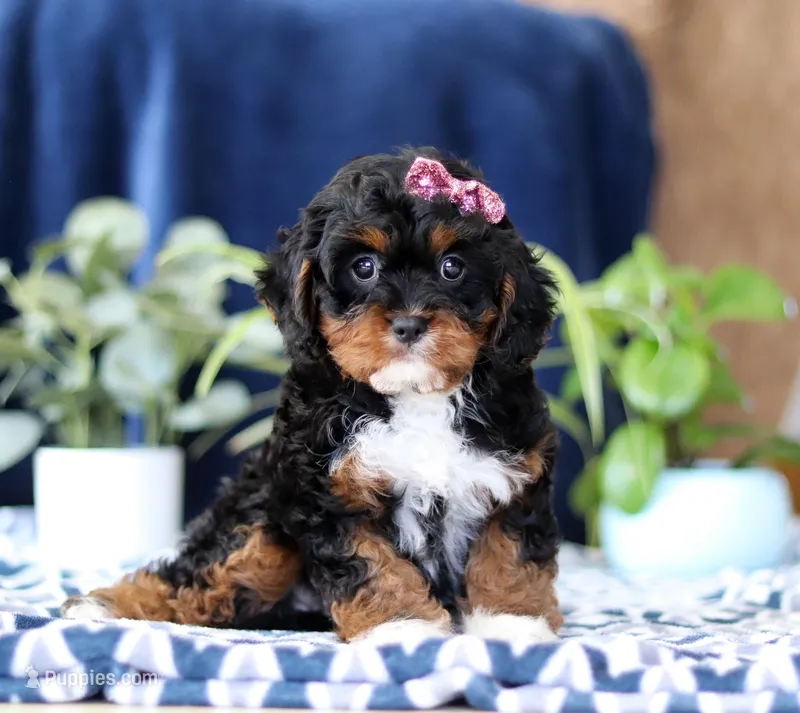 Jasmine, a female Cavapoo for sale in Sugarcreek, OH – Photo 1 of 5