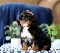 Jasmine, a female Cavapoo for sale in Sugarcreek, OH – Photo 2 of 5