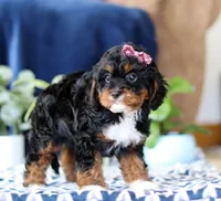 Jasmine, a female Cavapoo for sale in Sugarcreek, OH – Photo 5 of 5