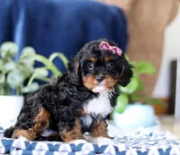 Jasmine, a female Cavapoo for sale in Sugarcreek, OH – Photo 4 of 5