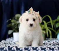 Ruby, a female Cavachon for sale in Sugarcreek, OH – Photo 3 of 4