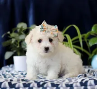 Ruby, a female Cavachon for sale in Sugarcreek, OH – Photo 2 of 4