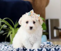 Ruby, a female Cavachon for sale in Sugarcreek, OH – Photo 1 of 4