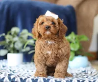 Judy, a female Cavapoo for sale in Sugarcreek, OH – Photo 2 of 5