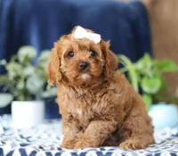 Judy, a female Cavapoo for sale in Sugarcreek, OH – Photo 3 of 5