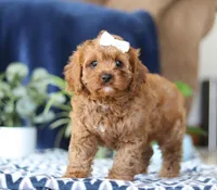 Judy, a female Cavapoo for sale in Sugarcreek, OH – Photo 1 of 5
