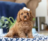 Judy, a female Cavapoo for sale in Sugarcreek, OH – Photo 5 of 5