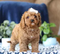 Judy, a female Cavapoo for sale in Sugarcreek, OH – Photo 4 of 5