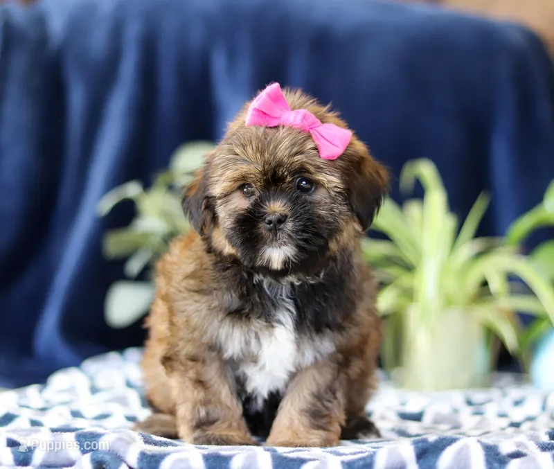 Sophie, a female Shorkie for sale in Sugarcreek, OH – Photo 1 of 5