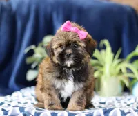 Sophie, a female Shorkie for sale in Sugarcreek, OH – Photo 1 of 5