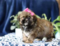 Sophie, a female Shorkie for sale in Sugarcreek, OH – Photo 4 of 5