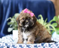 Sophie, a female Shorkie for sale in Sugarcreek, OH – Photo 3 of 5