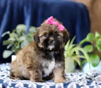 Sophie, a female Shorkie for sale in Sugarcreek, OH – Photo 5 of 5