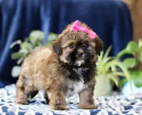 Sophie, a female Shorkie for sale in Sugarcreek, OH – Photo 2 of 5