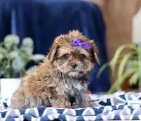 Sally, a female Shorkie for sale in Sugarcreek, OH – Photo 5 of 5