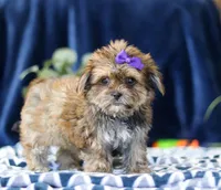 Sally, a female Shorkie for sale in Sugarcreek, OH – Photo 3 of 5