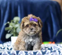 Sally, a female Shorkie for sale in Sugarcreek, OH – Photo 1 of 5