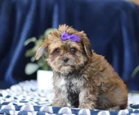 Sally, a female Shorkie for sale in Sugarcreek, OH – Photo 2 of 5